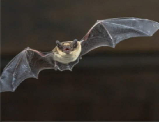 Research team finds 24 bat Coronaviruses