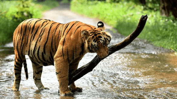 Pilibhit Tiger Reserve – Uttar Pradesh