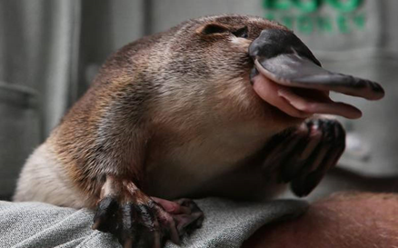 Australia building world’s first platypus sanctuary in New South Wales state